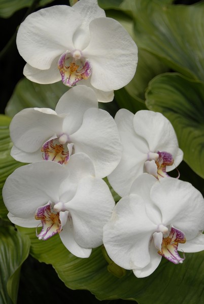 White Ascocenda Orchids