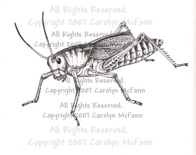 Lubber Grasshopper