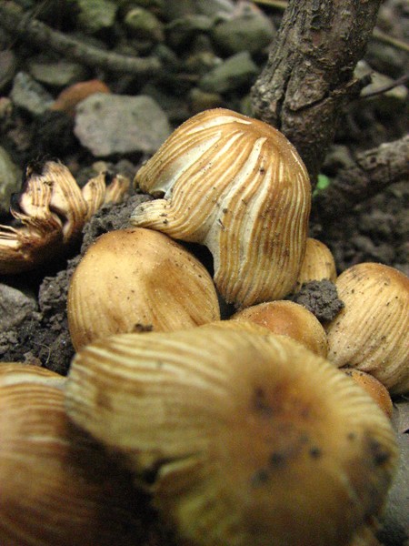 Mushrooms
