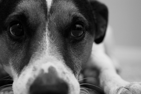 Buddy in B&W