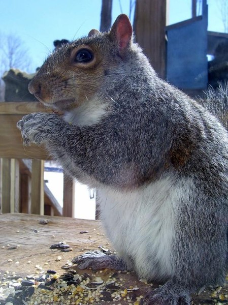 Squirrel