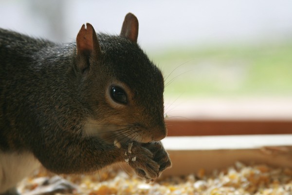Squirrel