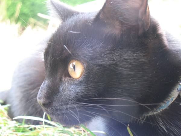 My Cat Kawi