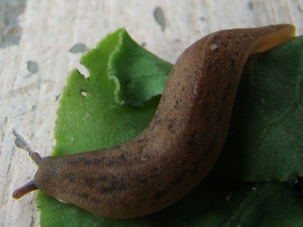 My Best Macro Snap!