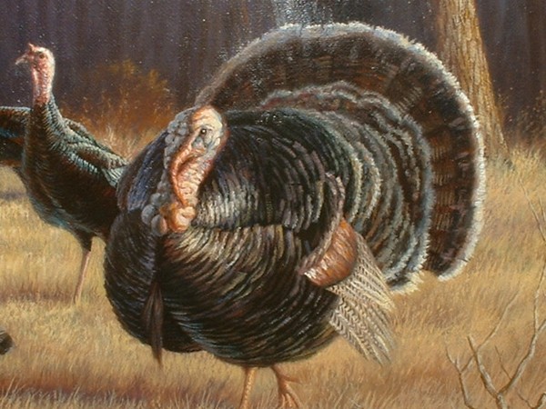 Wild Turkeys