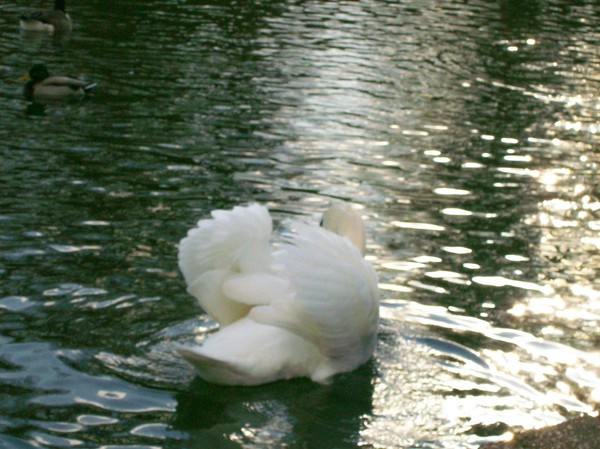 Swan