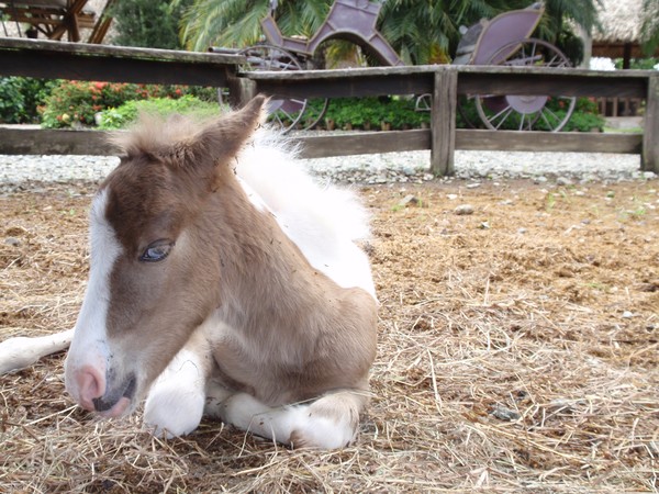 Panaca Pony