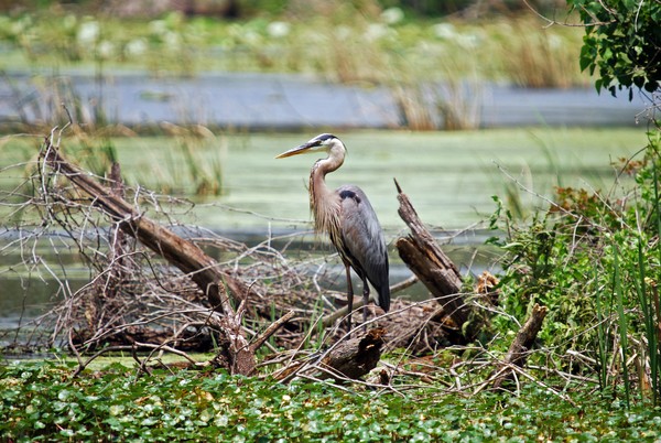 Blue Heron
