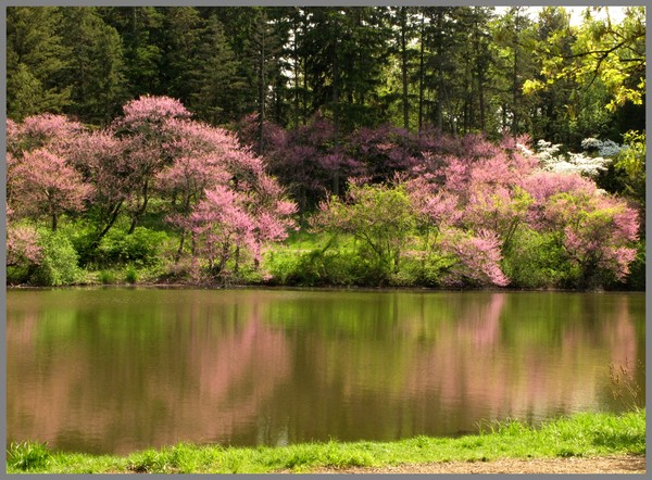 REDBUDS #2