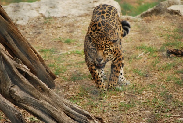 Jaguar