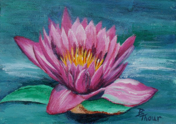 Pink Water Lily