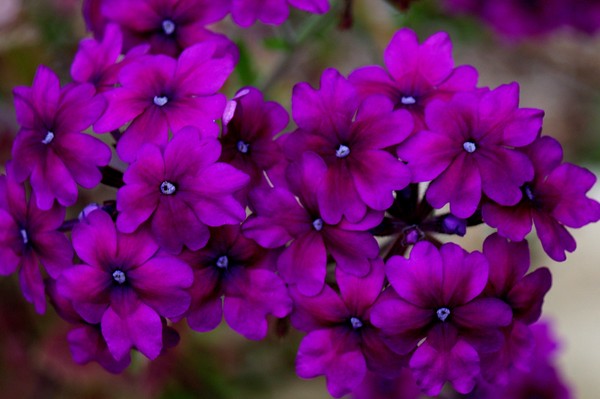 Royal Purple