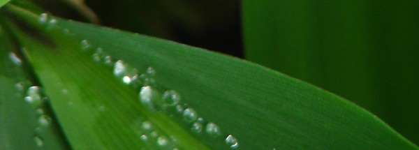 H20 on leaf...