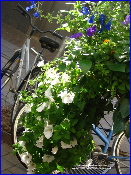 CITYSCAPES/SEASON FLORAS/