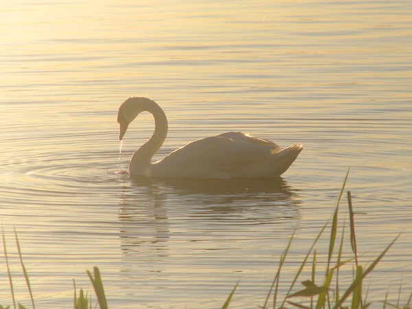 THE SWAN