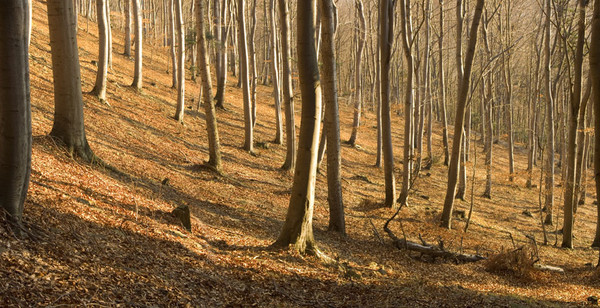 (Autumn) trees