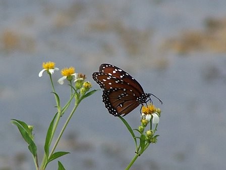 Monarch