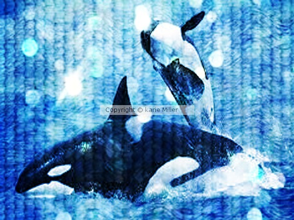 killer whale 1