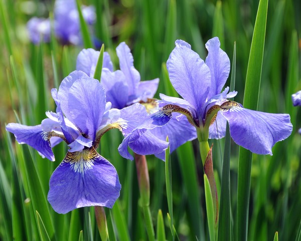 Pure Purple