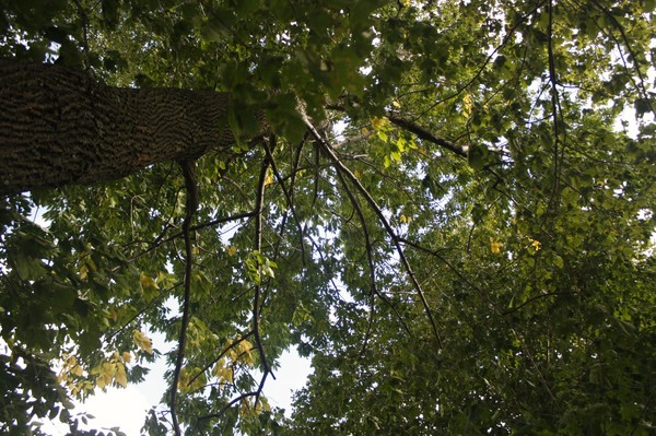 *MUSIC AMONGST THE TREE*