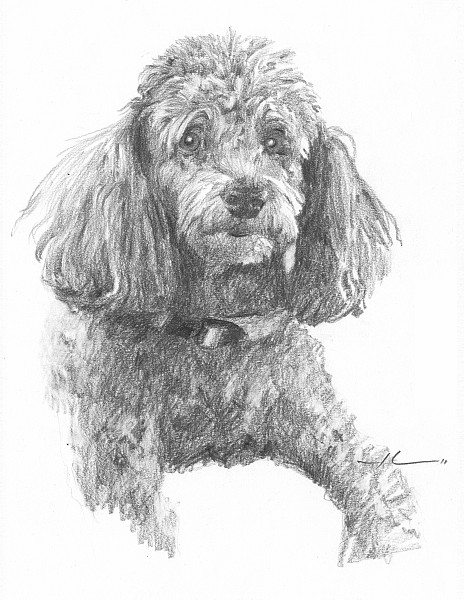 toy poodle pencil portrait