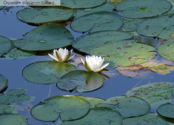Lillies 8/28/2014