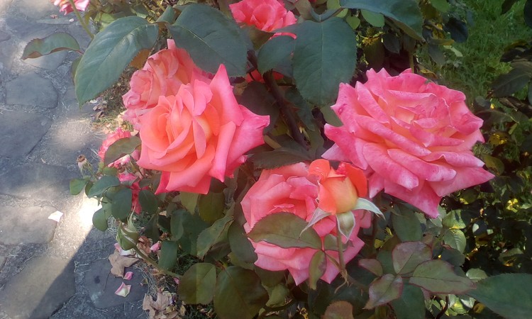 Roses