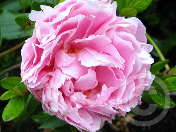 Peony Time