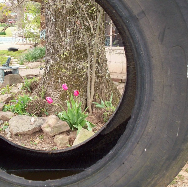 Tulips  as seen through a tire swing!