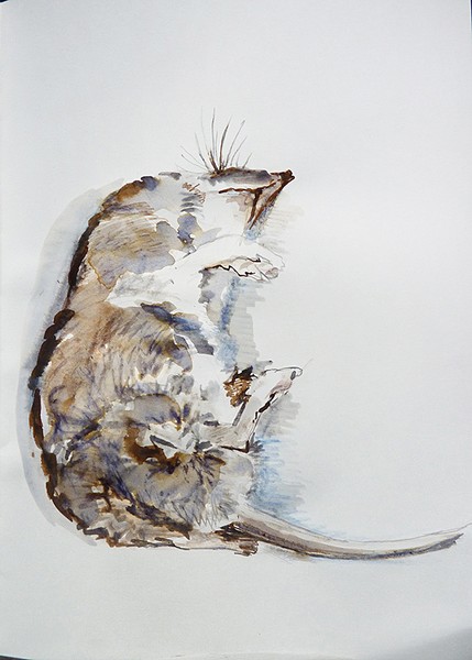Dead mouse