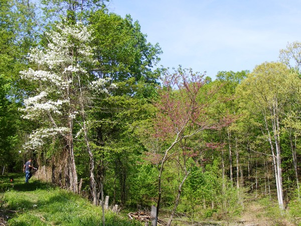 Spring time in Kentucky