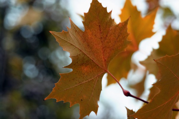 Autumn