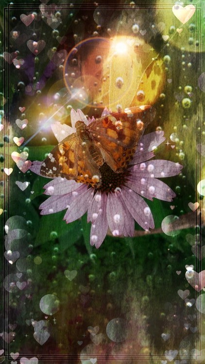 Butterfly dreams