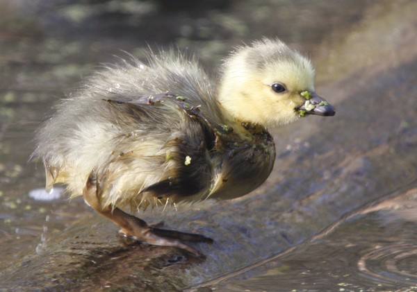 One Day old Gosling.