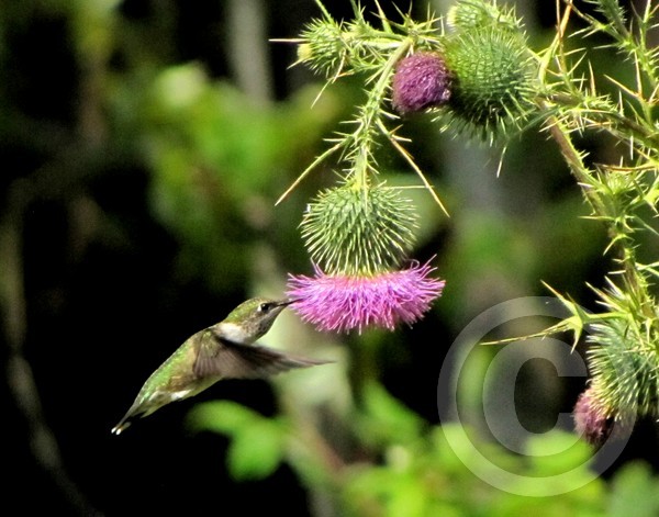 Hummer and Thistle!