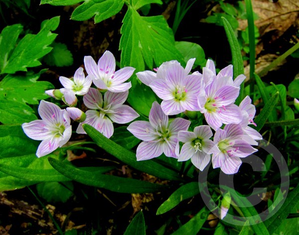 Spring Beauty!