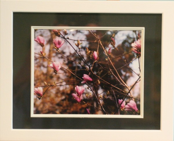 Nature 11 x 14 Pink Flowers