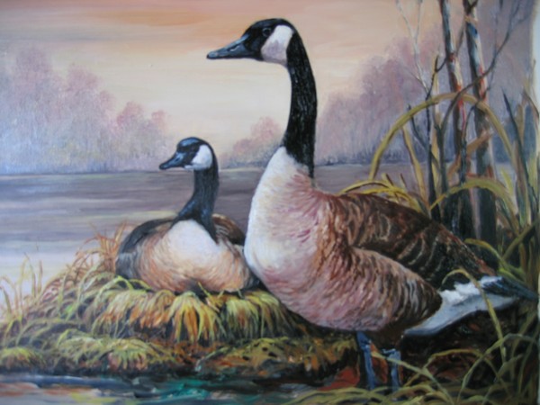 Canada Geese