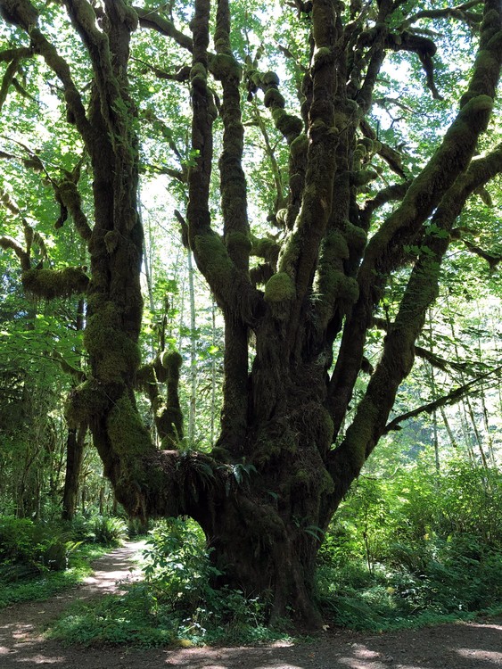 Olympic National Rain Forest III