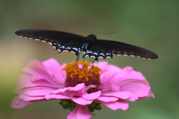 Landing 2