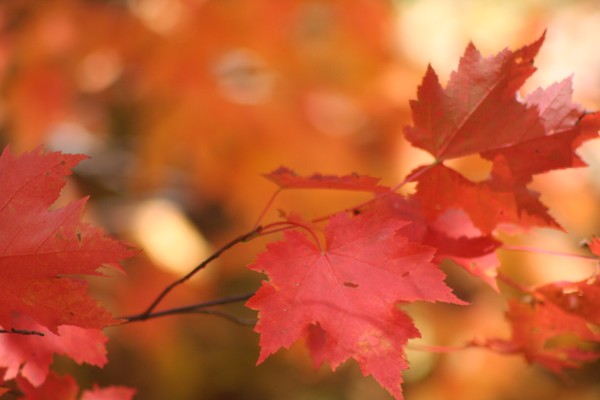 Colors of Fall