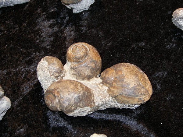 Fossils