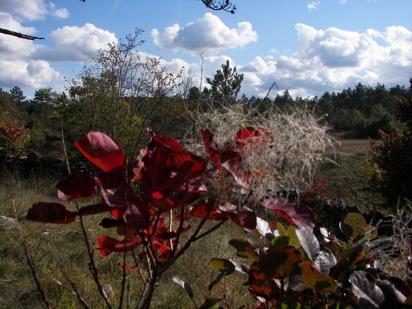 Autumn stories somewhere in Carso/Slovenia