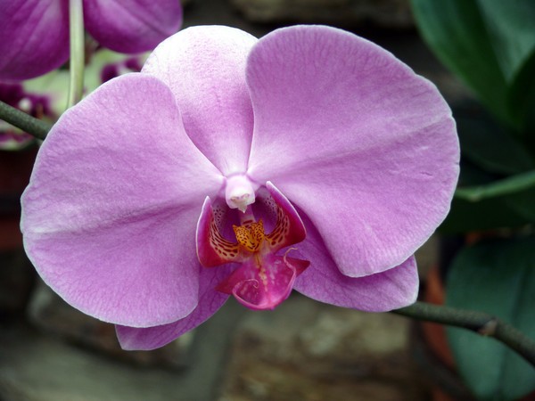 Orchid #7