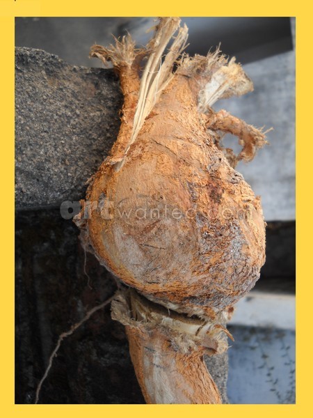 Root Sculpture