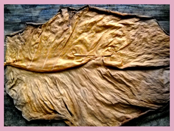 Leaf Undulation