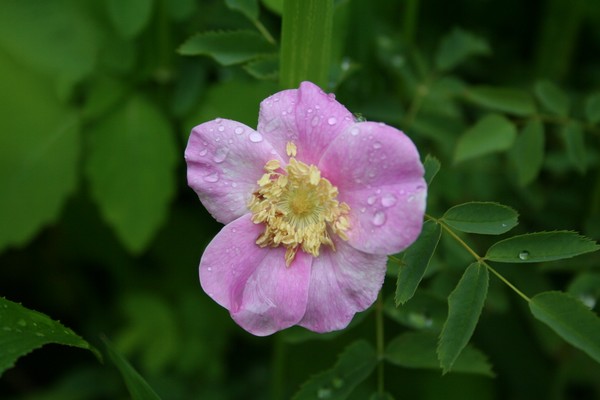 Picture_033