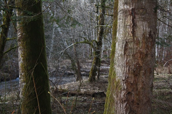 Woods