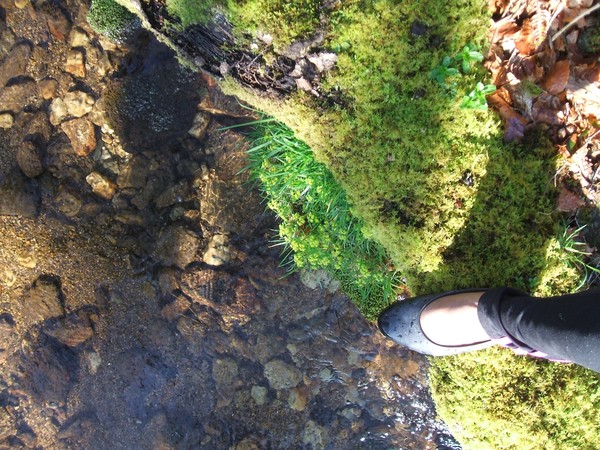 My trees and river