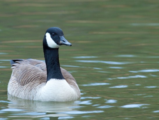 Lake Junaluska Goose
